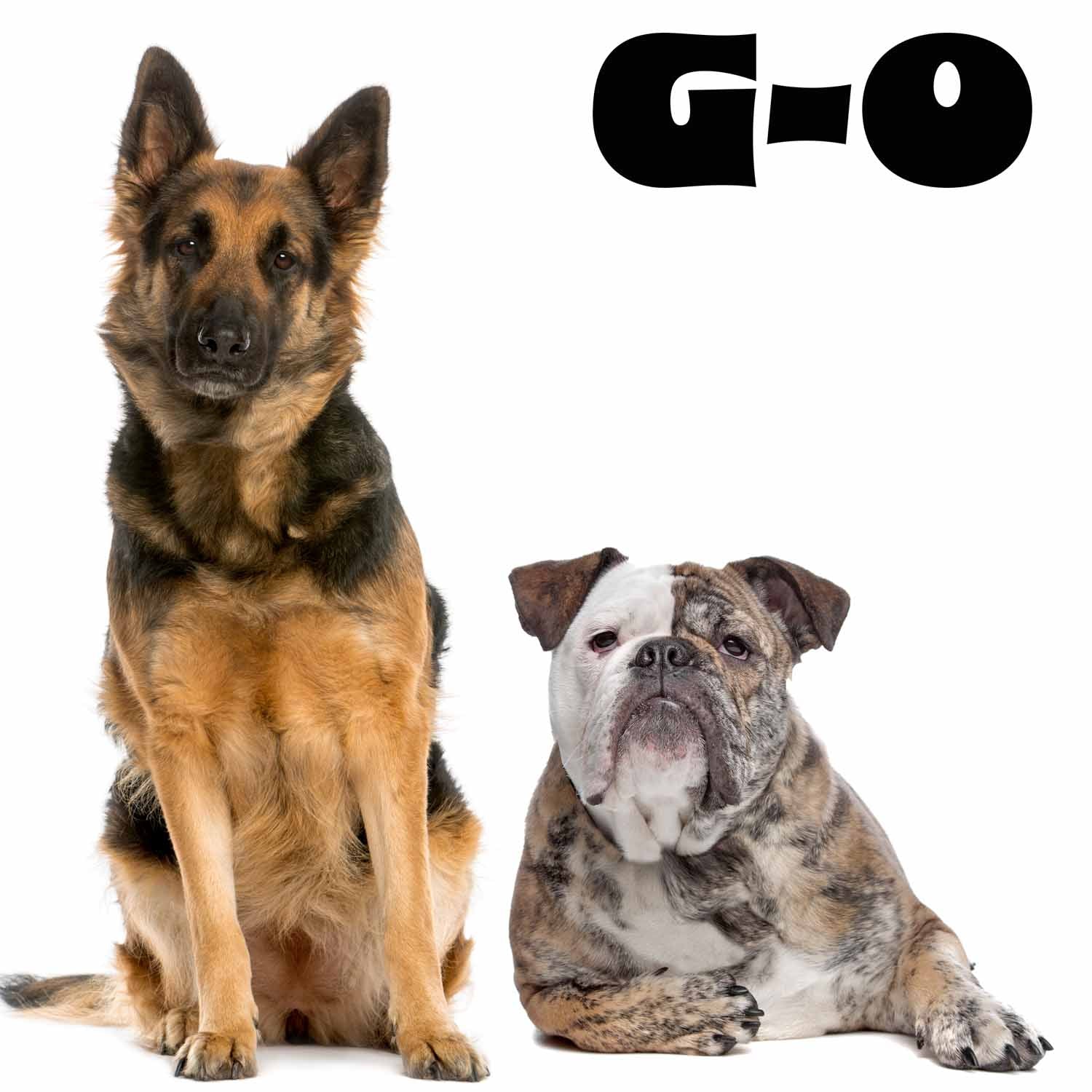 german shepherd to olde english bulldoggee